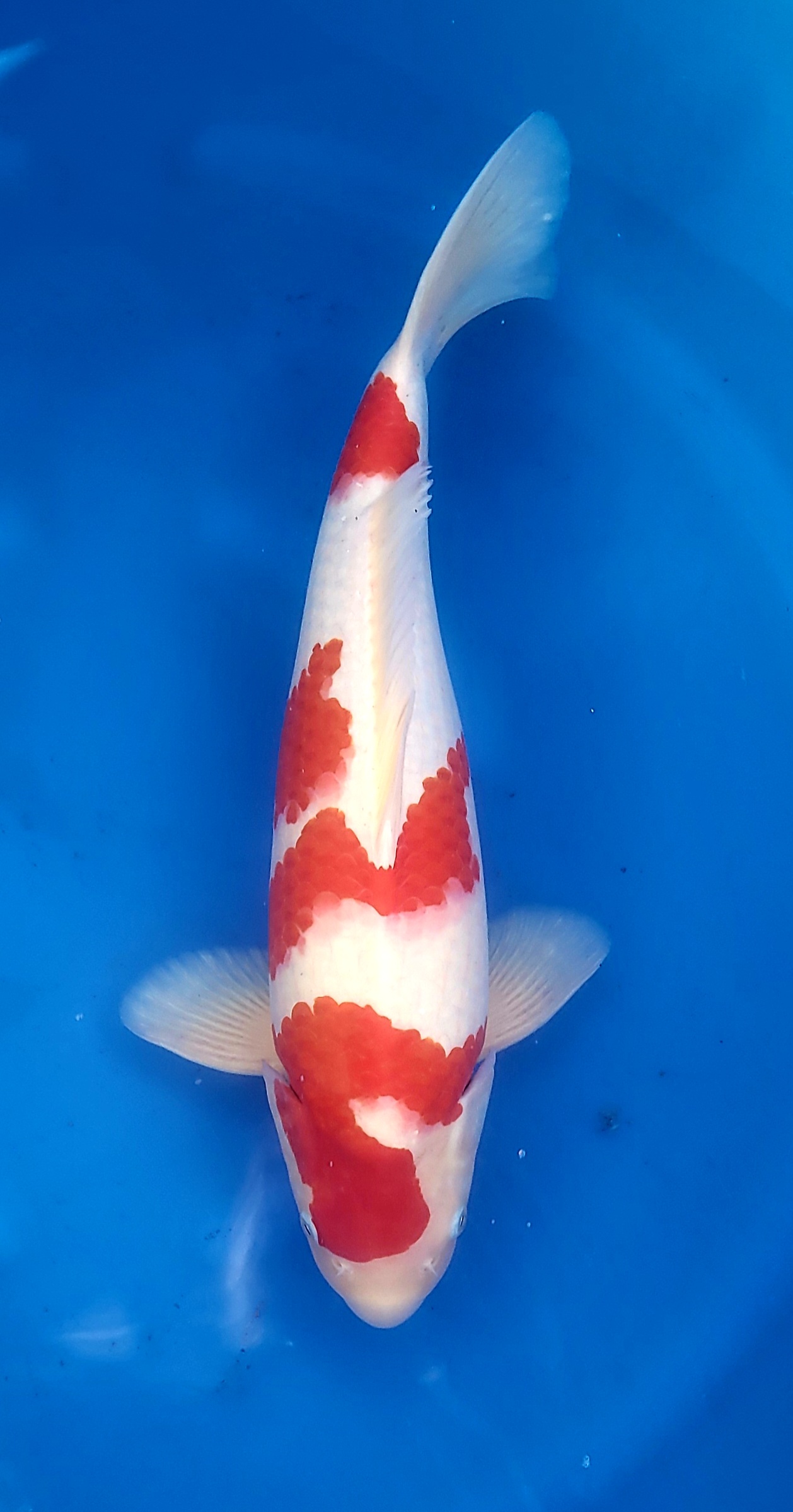 Kohaku G07 genjiro