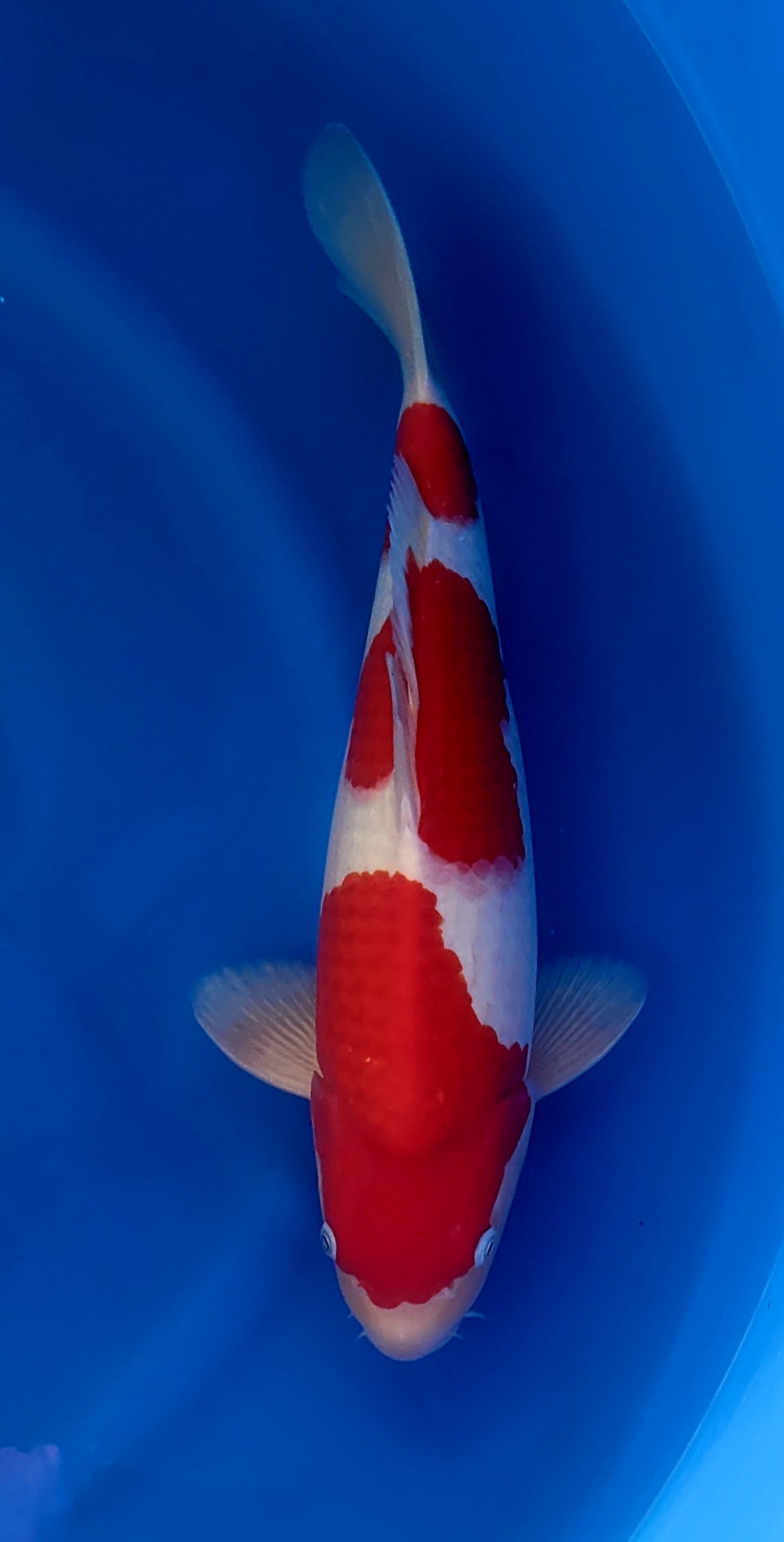 Kohaku genjiro G05