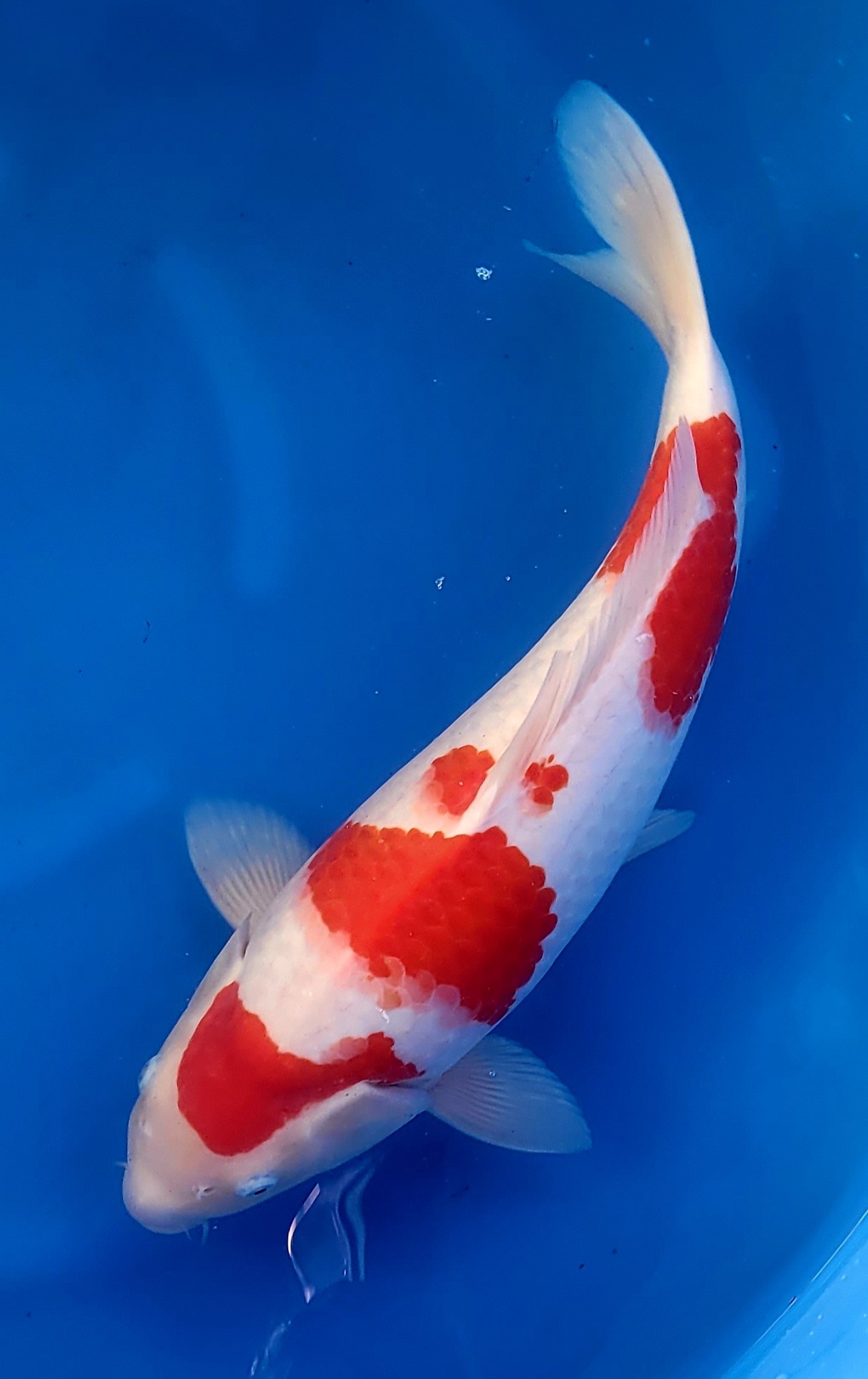 Kohaku G08 genjiro